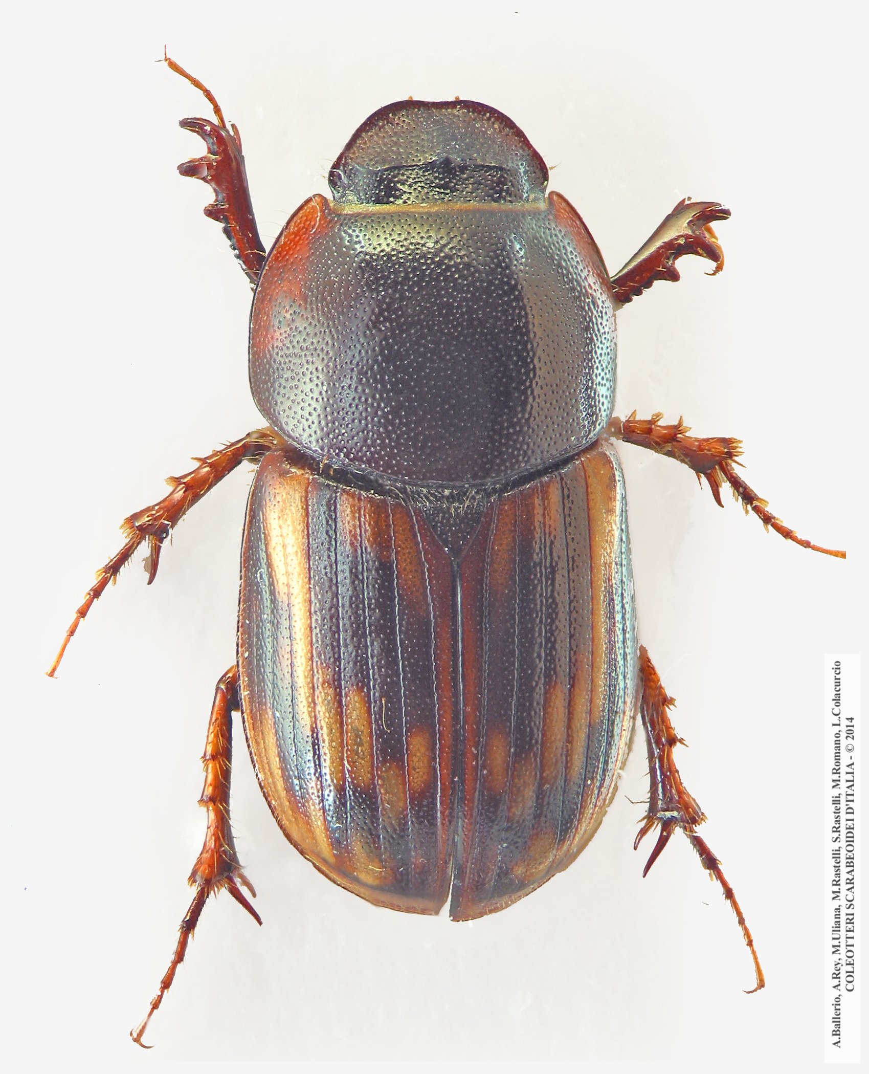 Pseudacrossus suffertus